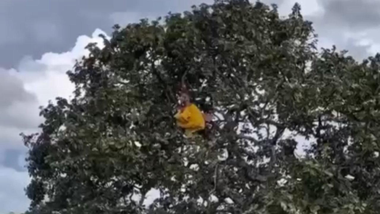 Homem fantasiado de Galinha sobe em árvore e repercute nas Redes; assista ao vídeo