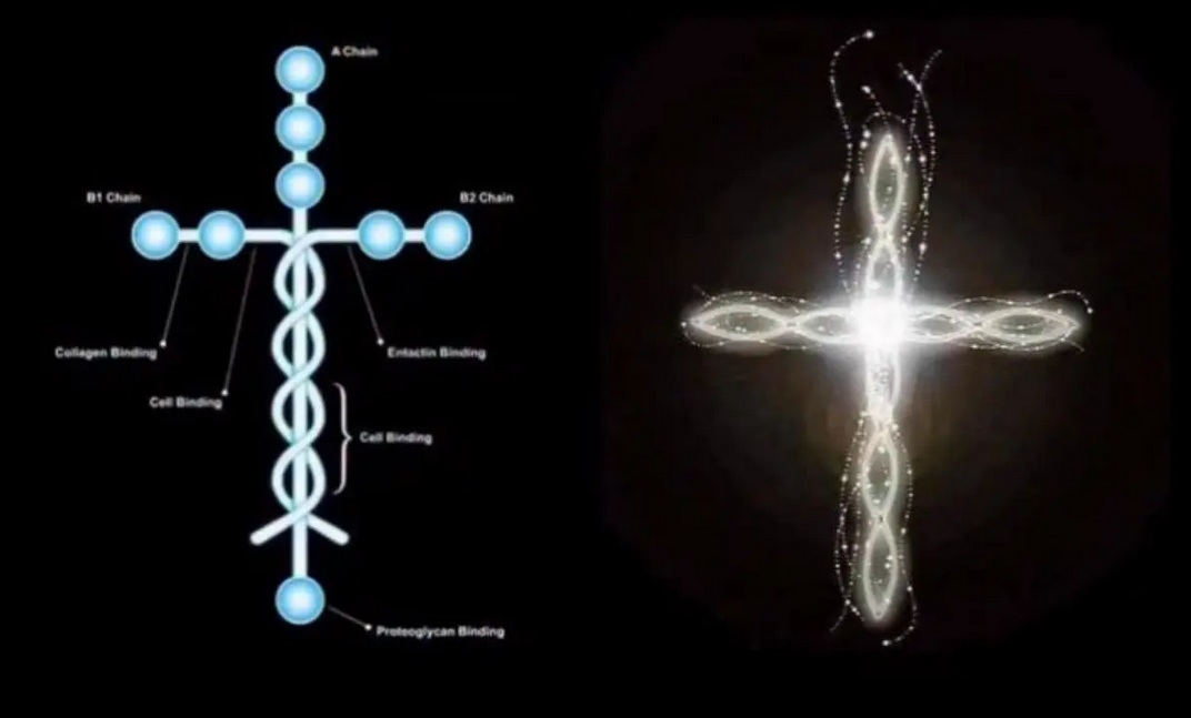 Brasileira usa molécula em formato de cruz e devolve o movimento a tetraplégicos
