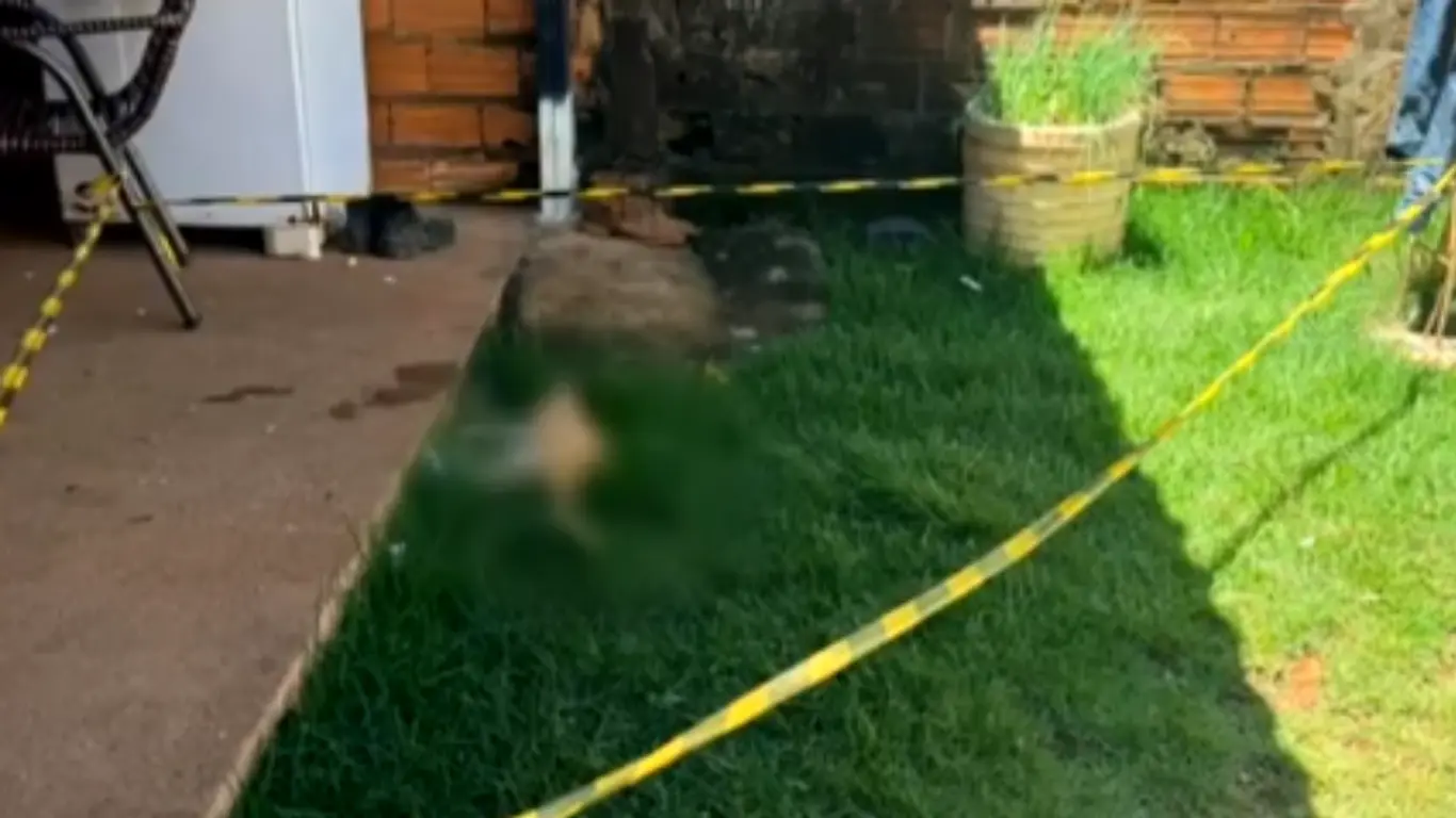 Gatos são encontrados mortos na mesma vizinhança que criança morreu envenenada