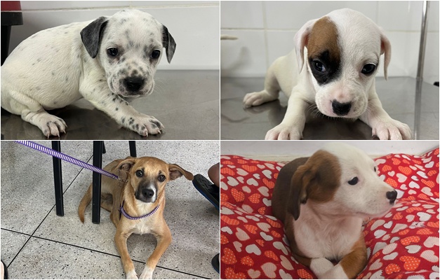 Prefeitura de Aparecida realiza evento de adoção responsável de cães e gatos neste sábado