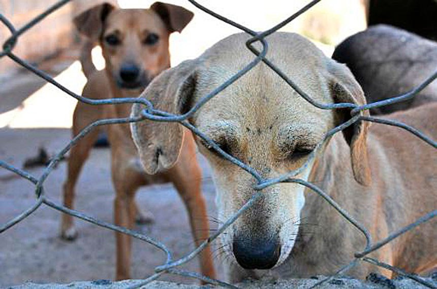 Homem vira réu por maus-tratos a cachorro e perturbação do sossego em Goiânia