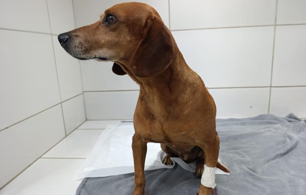 Mulher que jogou líquido quente em cachorro de rua é indiciada pela Polícia Civil