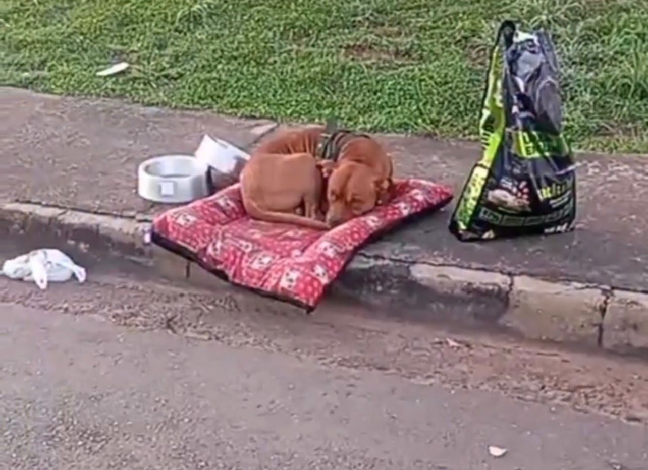 Cachorro é abandonado com caminha e ração na rua em Aparecida de Goiânia