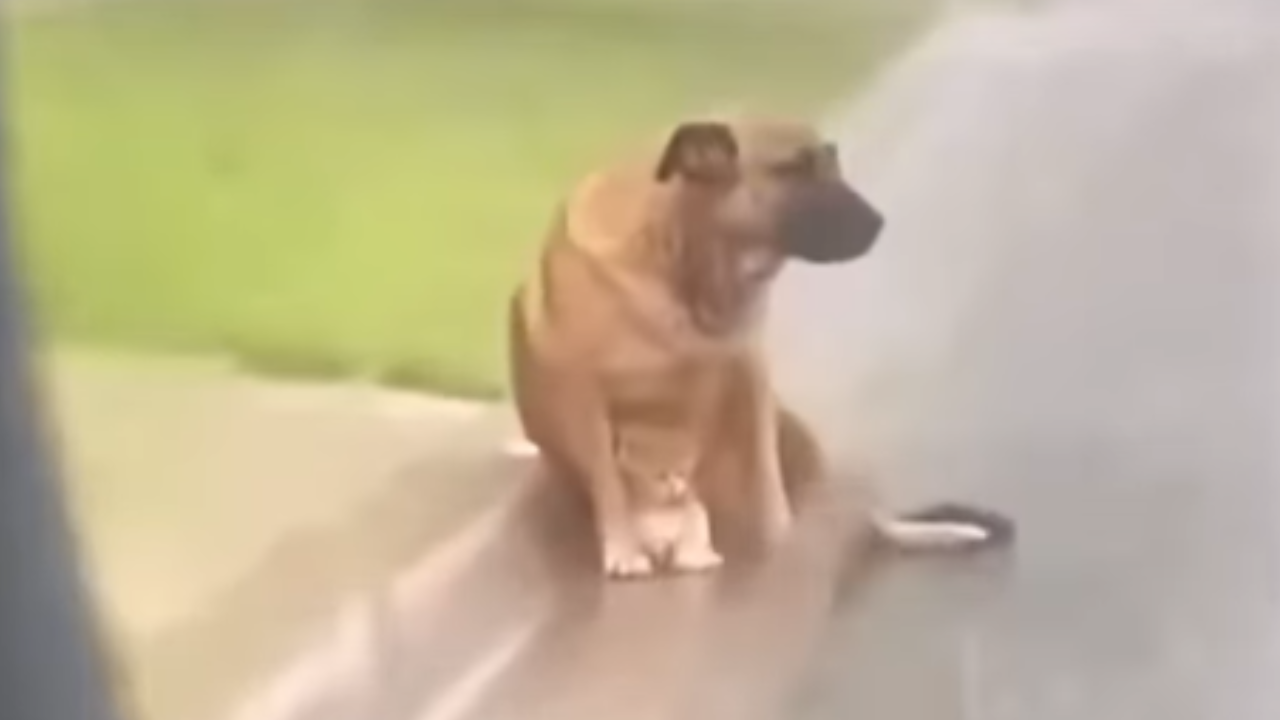 Vídeo: Cachorro protege gatinho de chuva e dupla ganha novo lar