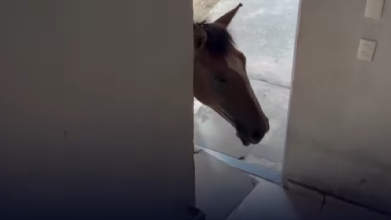 Cavalos surpreendem morador ao conseguirem invadir prédio; veja vídeo