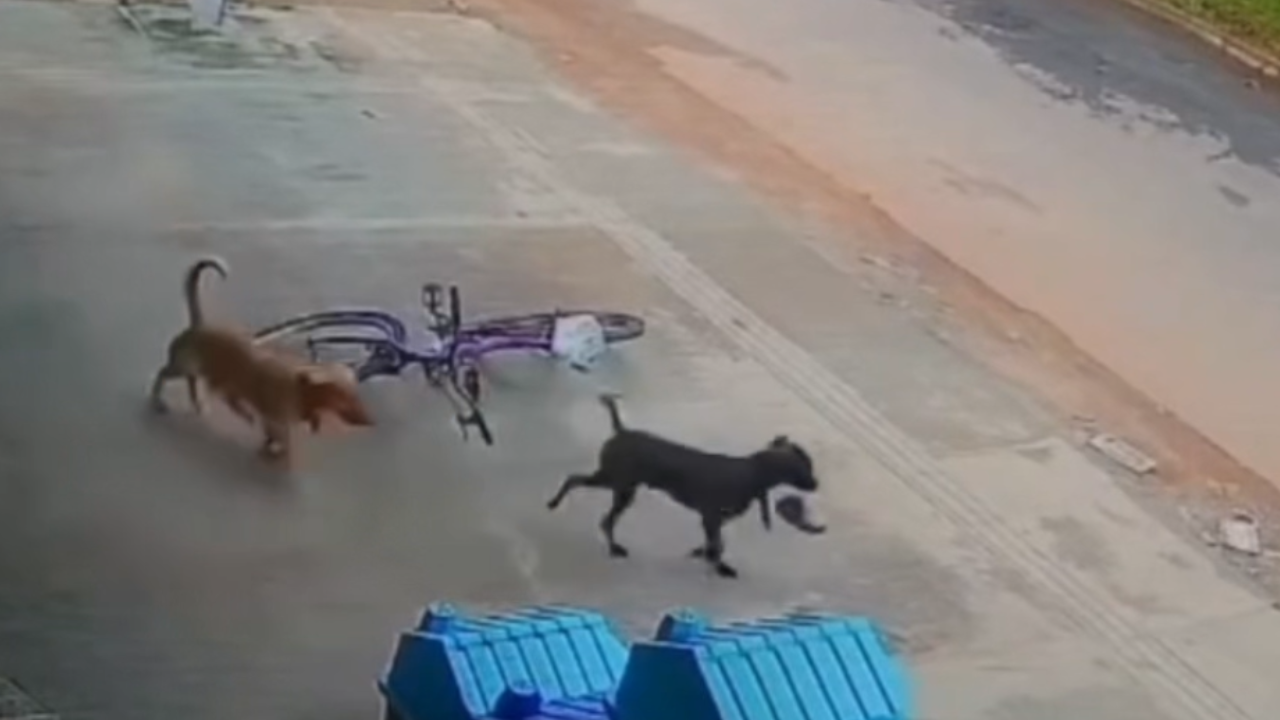 Cachorro leva sacola com carne deixada na entrada de petshop em Trindade e vídeo viraliza