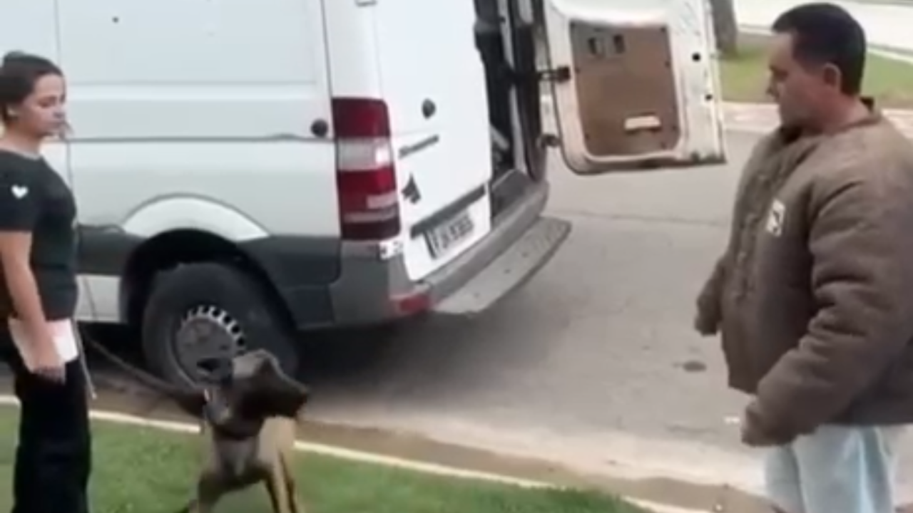 Vídeo: Pastor Belga mostra disciplina em treinamento e viraliza nas redes
