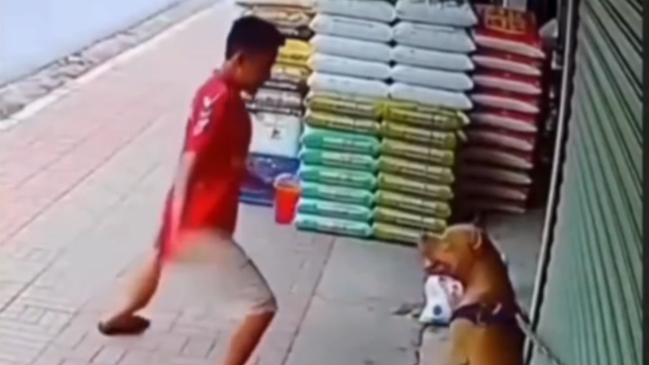Homem leva susto após provocar pitbull e ser atacado; veja vídeo