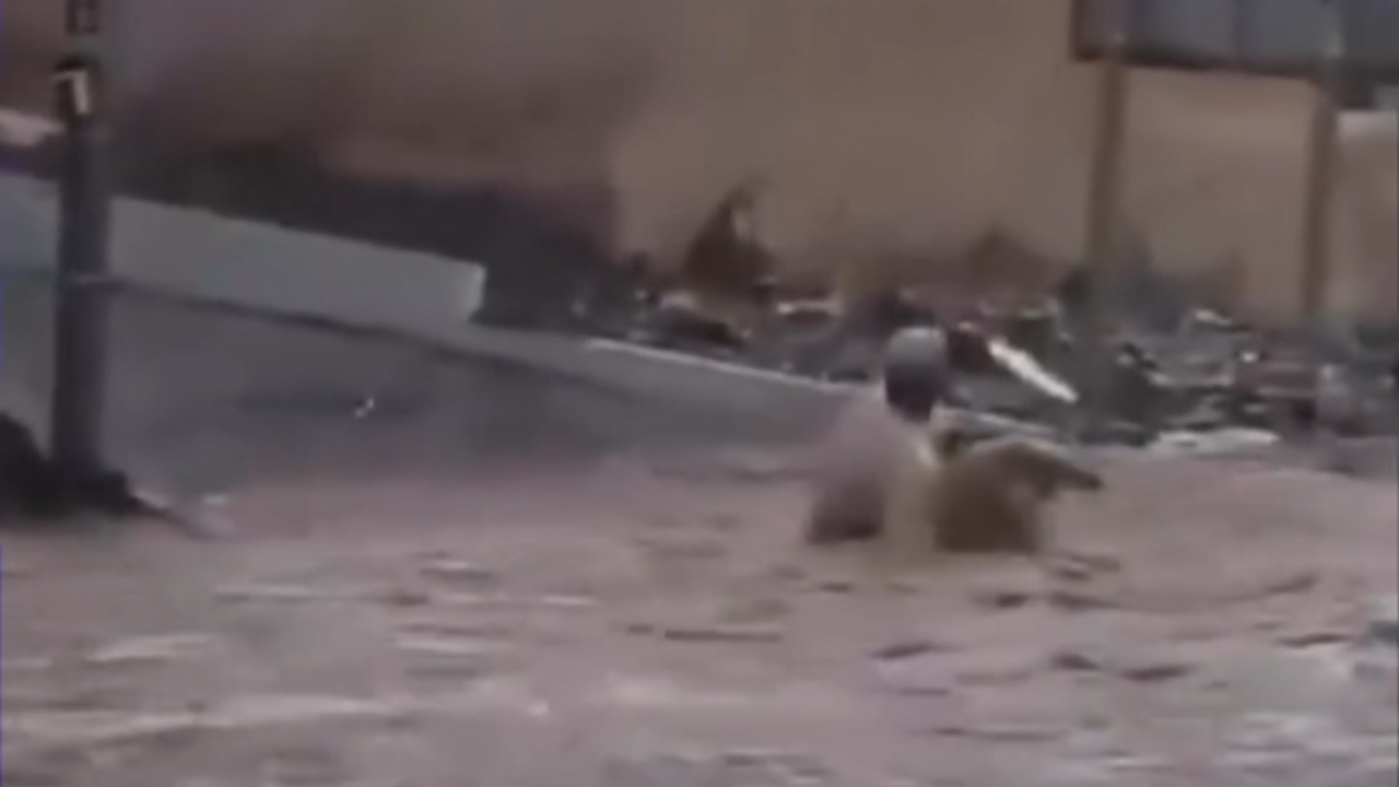 Homem pula em correnteza para resgatar gatinho arrastado por enchente; assista ao vídeo