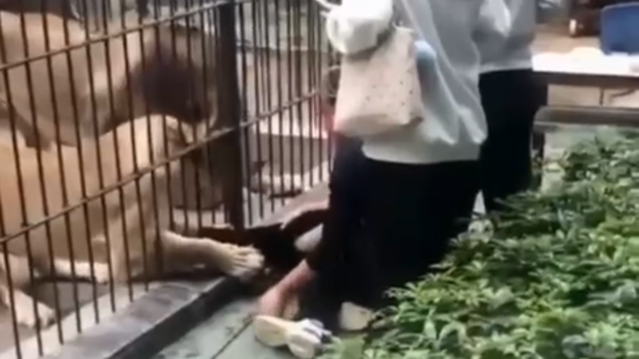 Vídeo: Leoa ataca menina em zoológico; pai resgata criança segundos depois