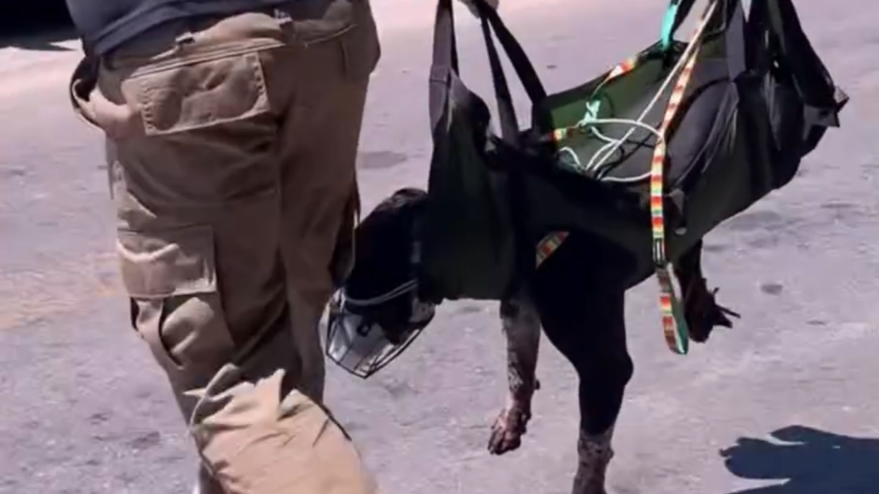 Vídeo: Motorista atropela cachorro e não presta socorro; animal tem perna amputada