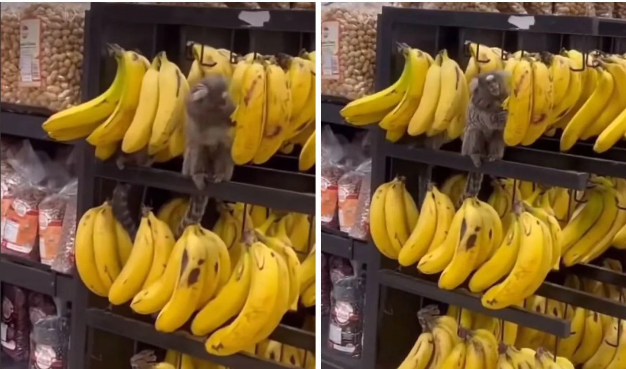 Saguis invadem supermercado no Sul do Espírito Santo e são flagrados comendo bananas em seção de hortifruti