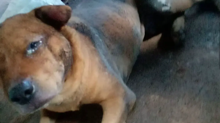 Mecânico é preso após atear fogo em cachorro em Aparecida