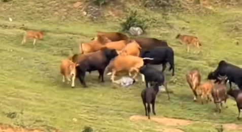 Vídeo mostra menino no meio de ataque de bovinos; internautas apontam que vaca agiu como "escudo"