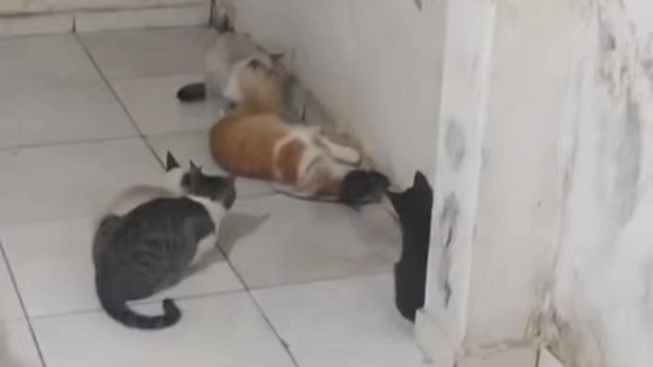 Dona de cinco gatos se depara com felinos que bricam com rato em vez de caçá-lo; assista ao vídeo