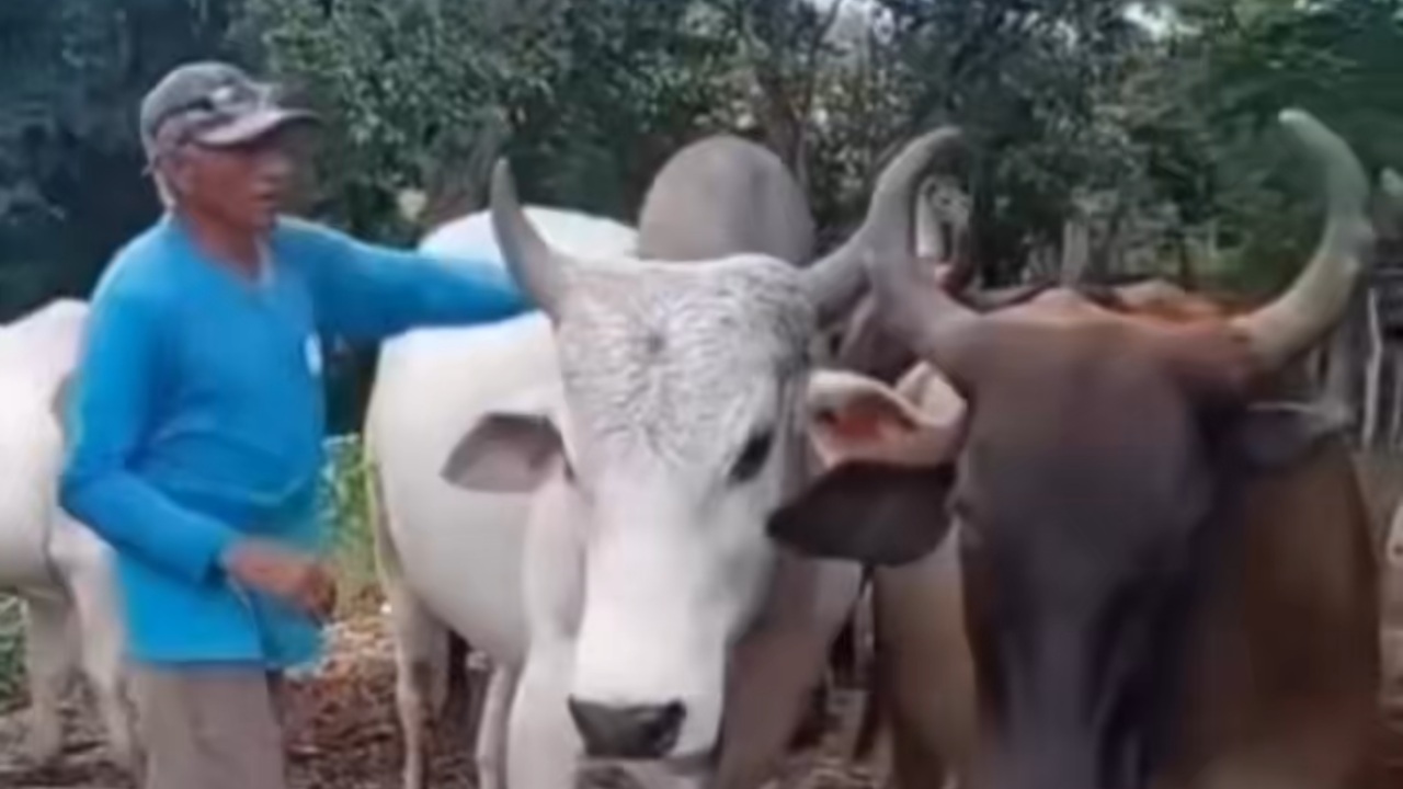 Vídeo: Homem provoca Boi ao falar em 'Picanha' e sofre coice; animal reage a gesto político