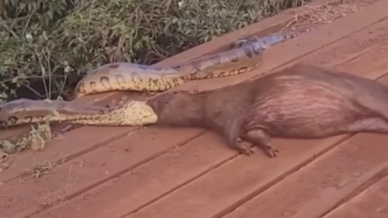 Sucuri é registrada ao tentar se alimentar de capivara em fazenda; veja vídeo