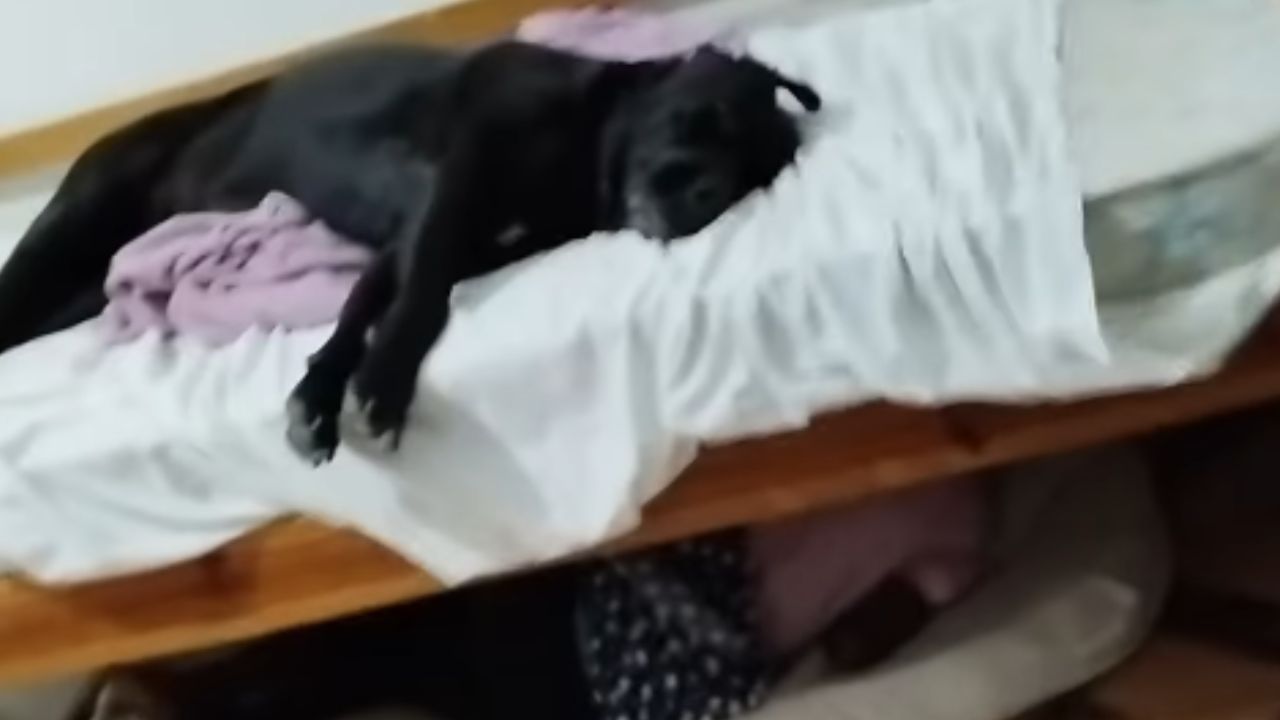 Mãe encontra filho no chão após ceder cama para cachorro; assista ao vídeo