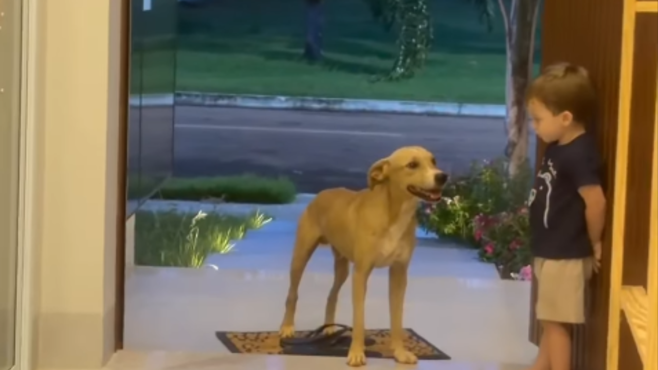 Menino convida caramelo para entrar em casa e encanta pela educação; veja vídeo