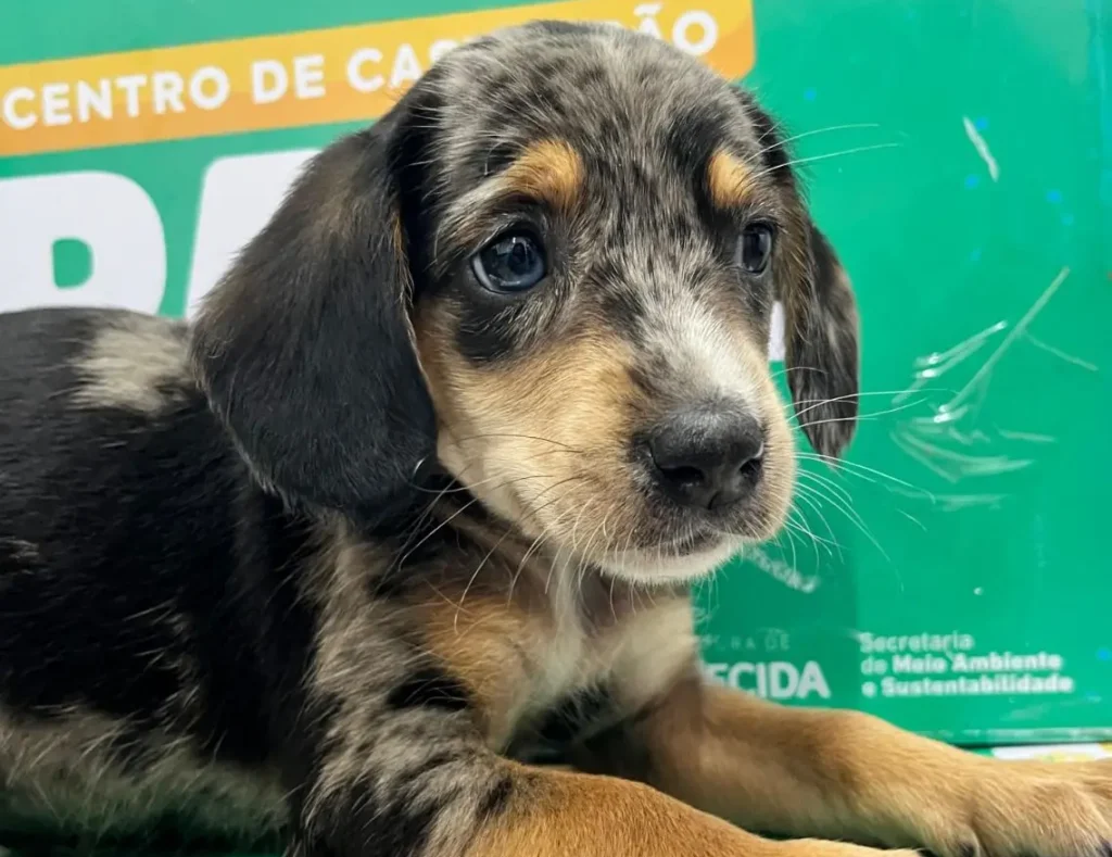 Aparecida de Goiânia recebe feira de adoção com pets resgatados