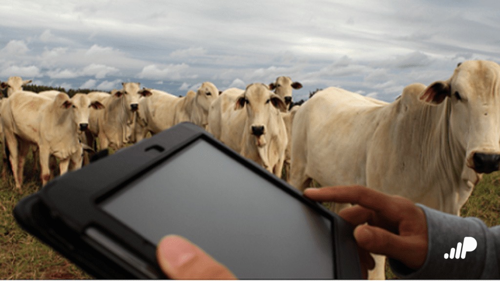 Tecnologia integra nutrição, gestão e mercado e muda a lógica da pecuária nas fazendas brasileiras
