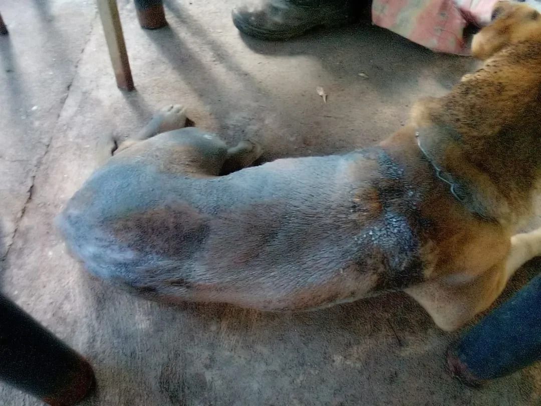 Prefeitura de Aparecida autua agressor e multa chega a R$ 50 mil após morte de animal