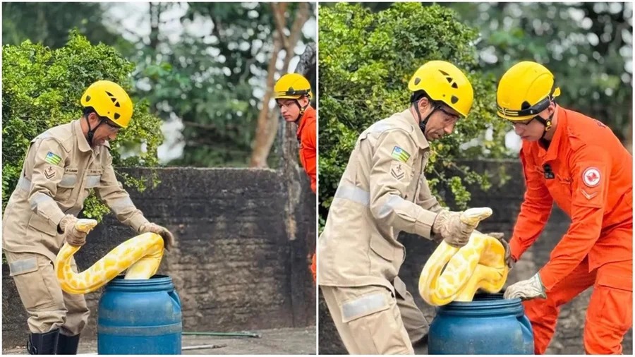 Cobra píton de quase quatro metros mobiliza bombeiros no centro de Aruanã