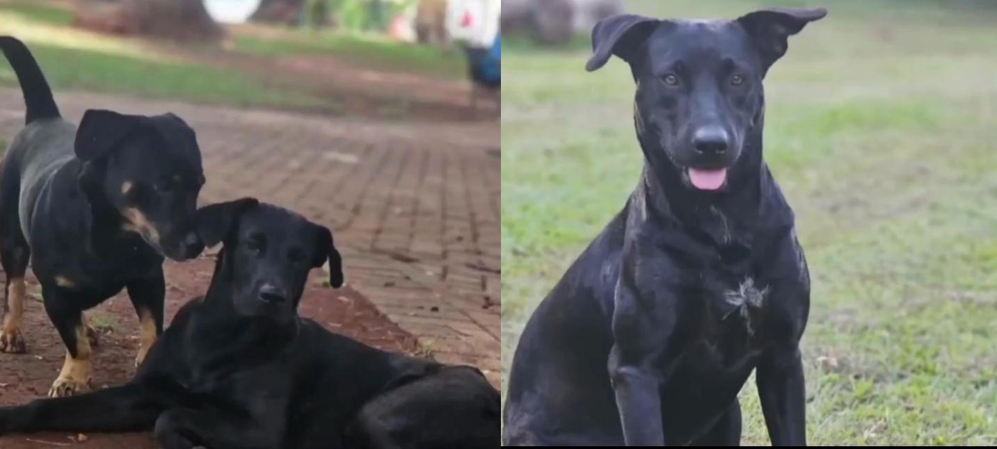 Moradores afirmam que Brutus, cão morto por bombeiro, era dócil e sociável