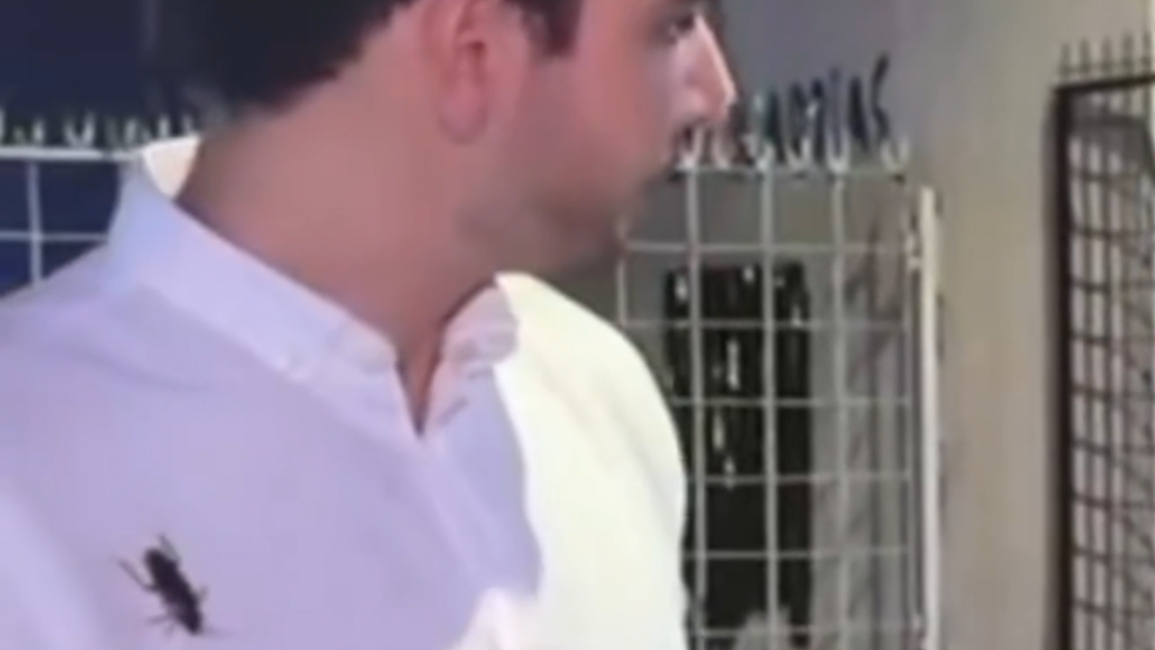 Repórter é surpreendido por barata durante entrada ao vivo; assista ao vídeo