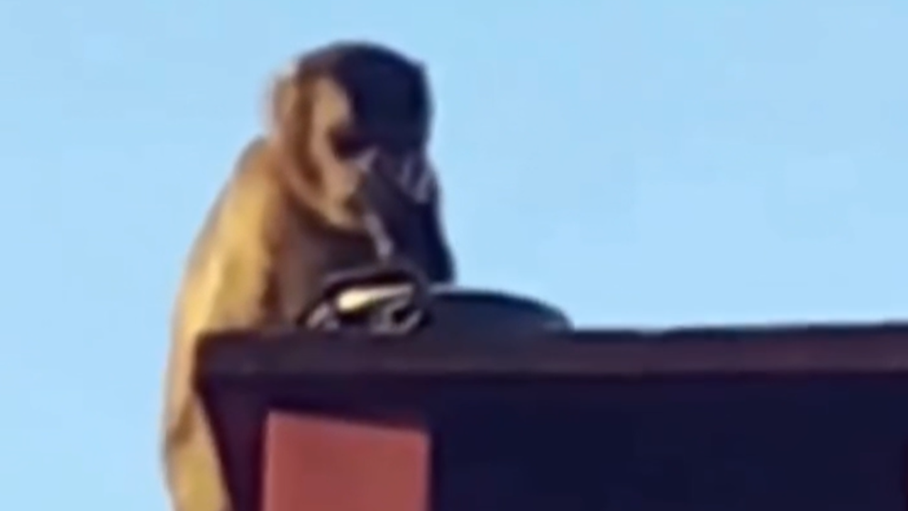 Macacos invadem cozinha, roubam panela com comida, e fazem banquete no telhado; veja vídeo