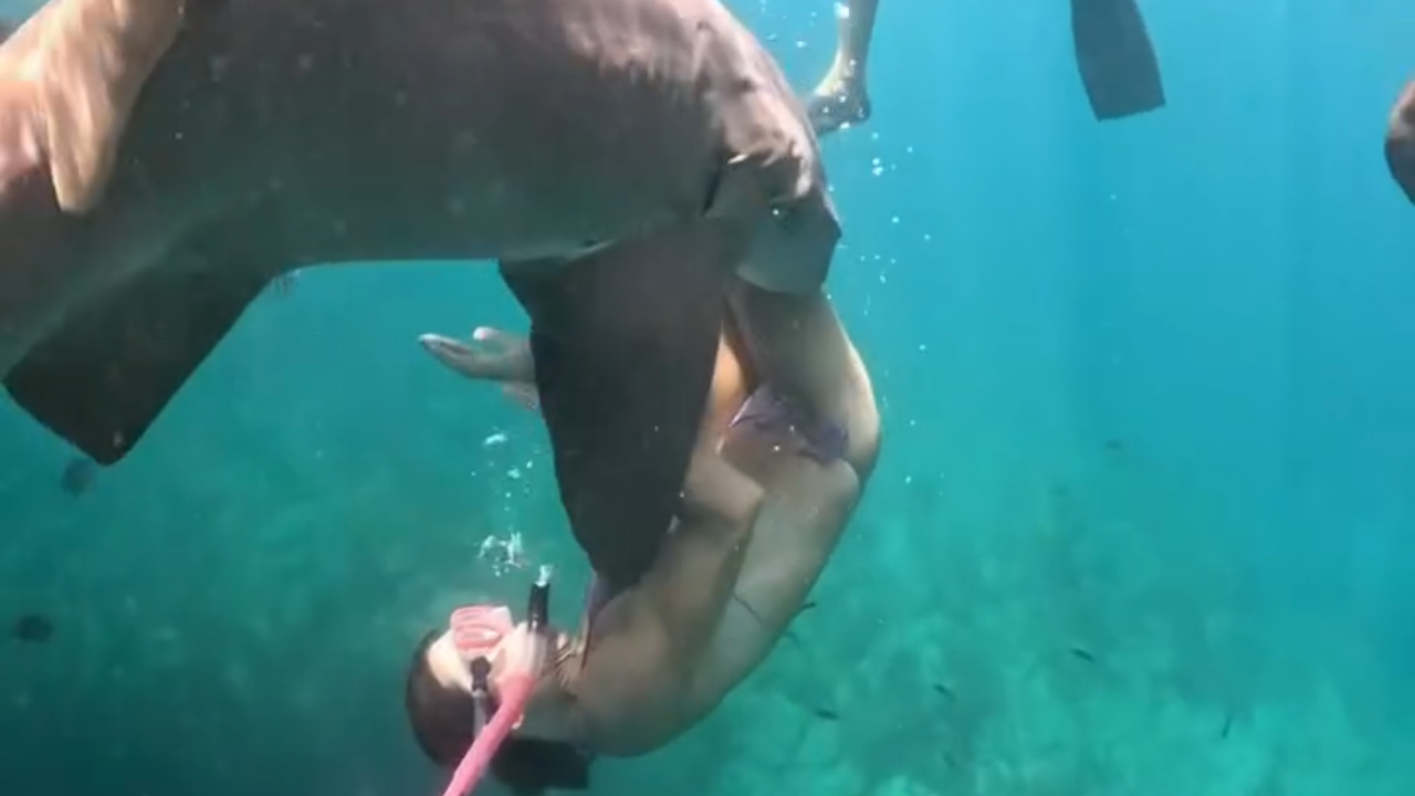 Vídeo mostra advogada sendo mordida por Tubarão-Lixa em Fernando de Noronha