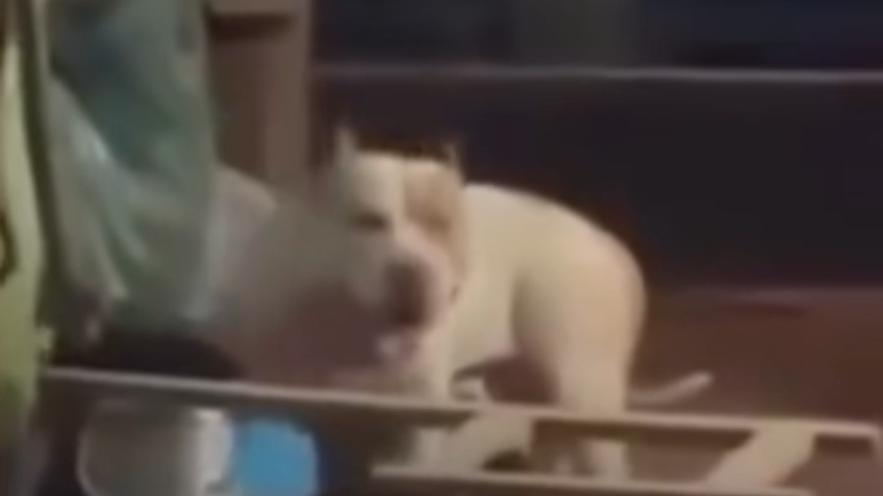 Vídeo: Mulher morre após ser atacada pelo próprio pitbull dentro de casa
