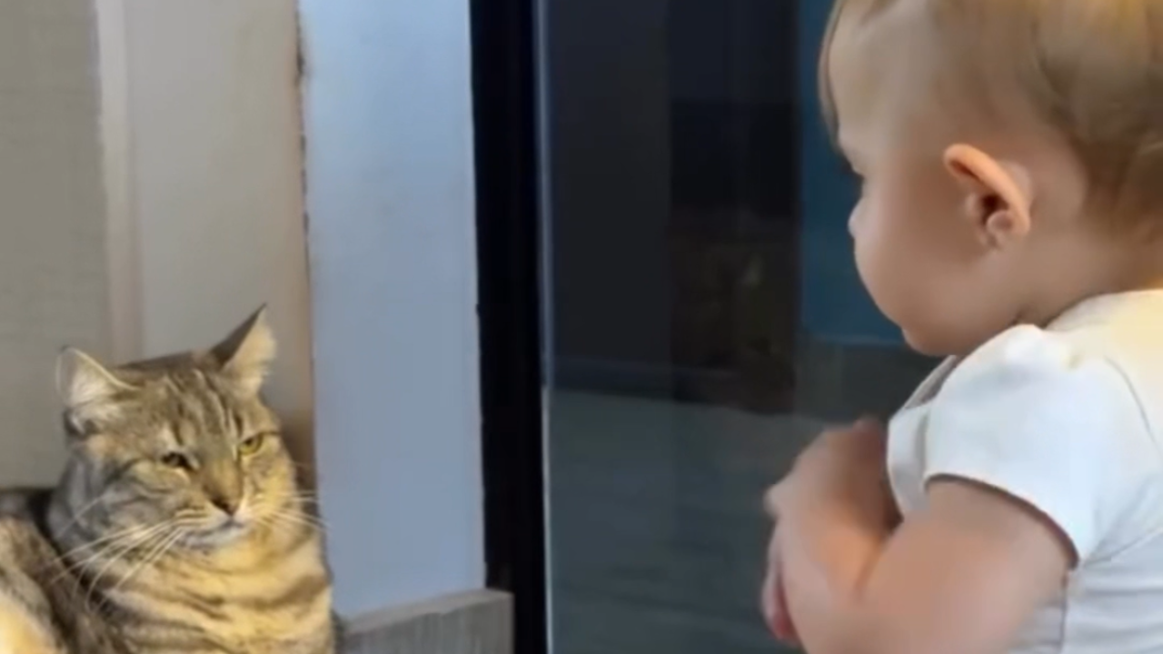 Bebê tenta 'conversar' com gata e leva olhar de tédio; assista ao vídeo