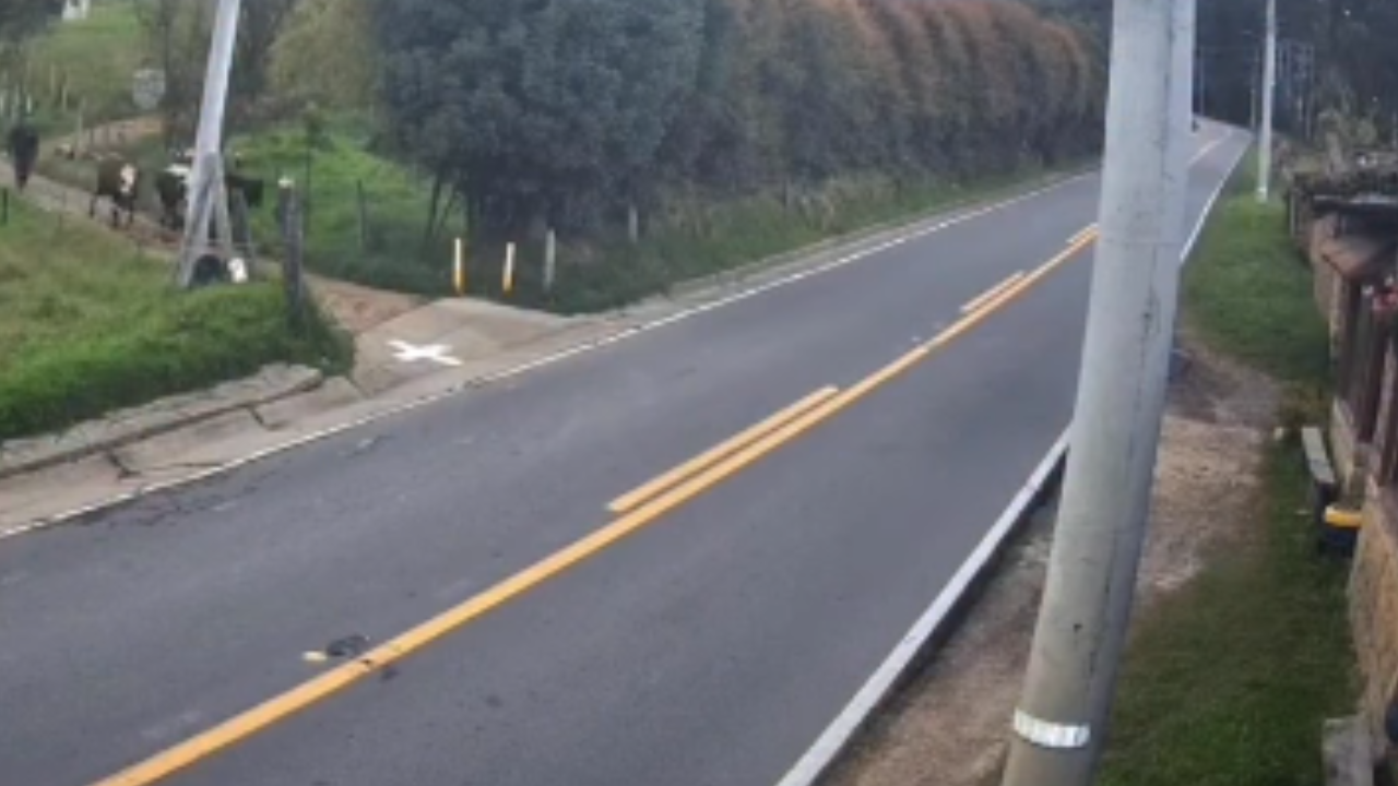 Motociclista fica gravemente ferido após colisão com vaca; veja vídeo