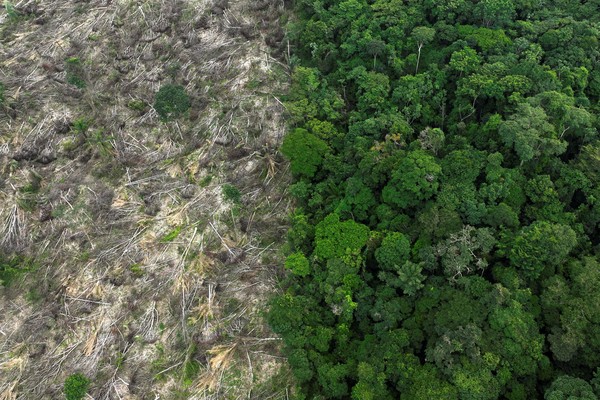 Desmatamento cai na Amazônia e no Cerrado em abril, aponta Inpe