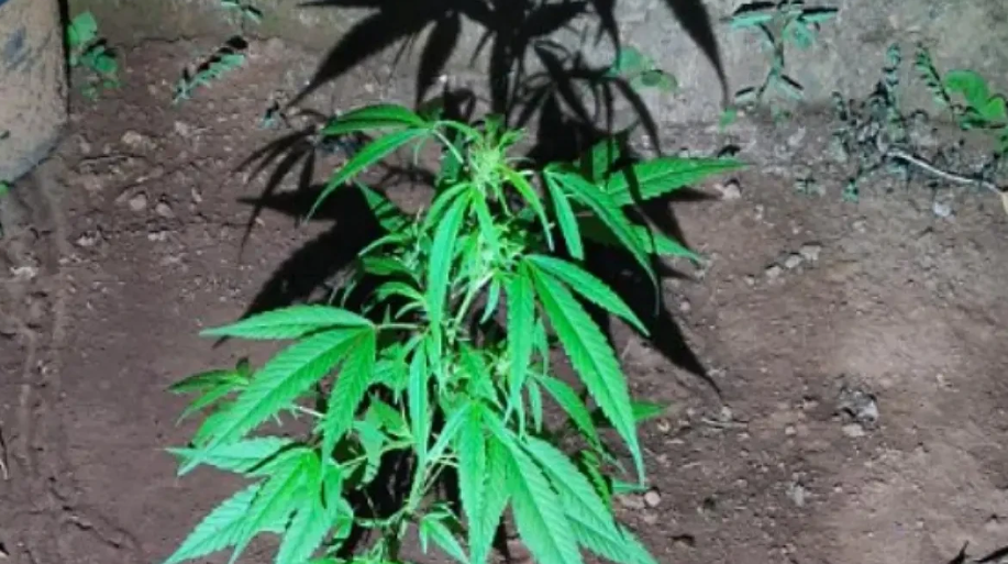 Jovem agride mãe após conflito por plantar maconha em Aparecida