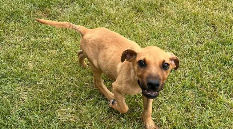 Aparecida de Goiânia sedia feira de adoção de animais no Aparecida Shopping
