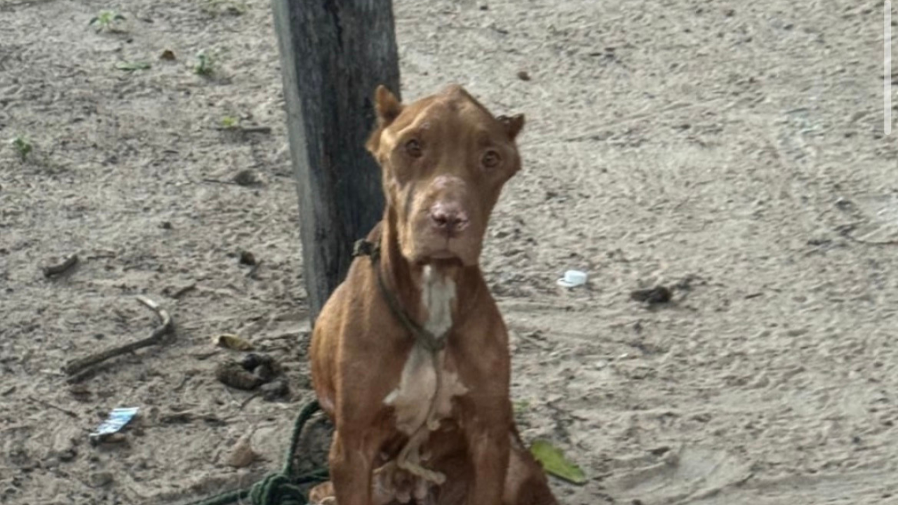 Homem é preso em Aruanã por maus-tratos a cachorro encontrado com extrema magreza