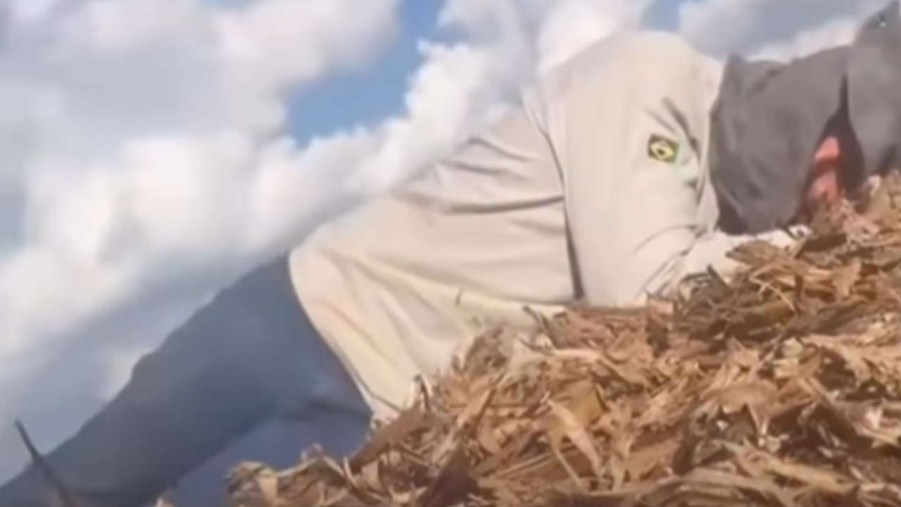 Vídeo: Acidente com enxame de abelhas assusta trabalhadores em área rural
