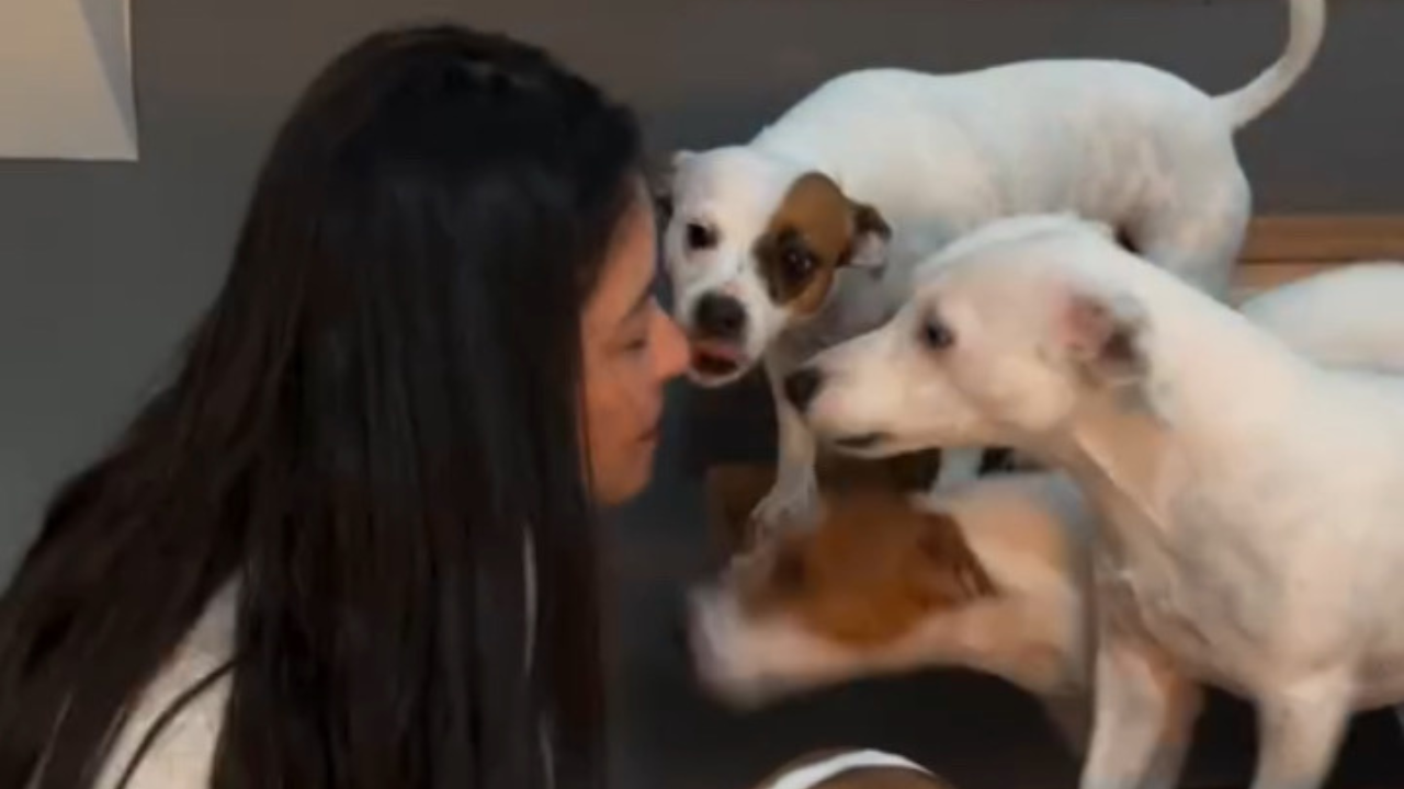 Cachorrinha fura fila e ganha mais beijos que os colegas; assista ao vídeo