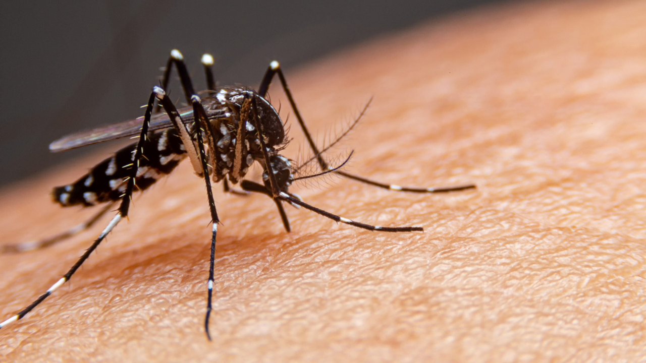 Anápolis registra primeira morte por dengue em 2026
