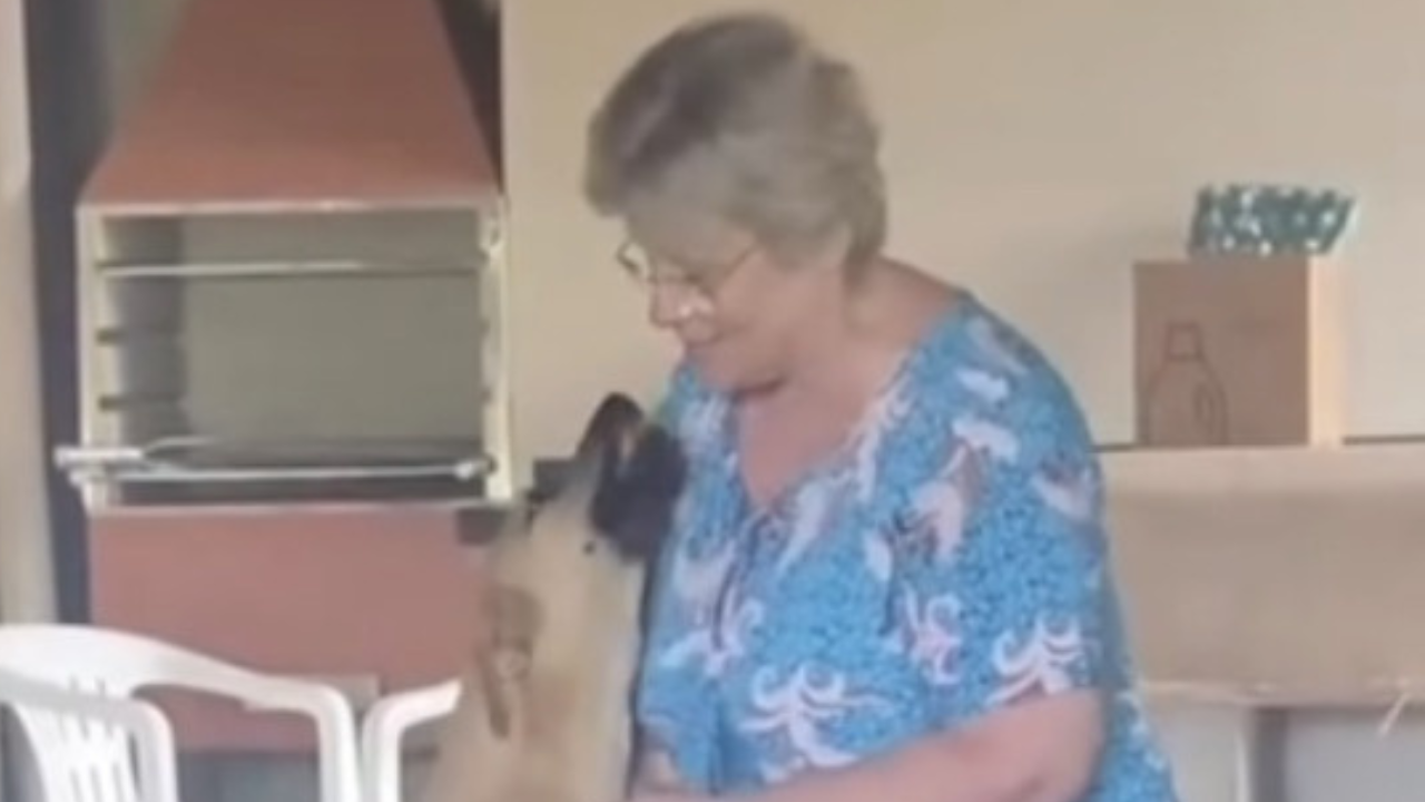 Vídeo: Cachorro caramelo faz birra ao deixar casa da vovó e cena hilária viraliza