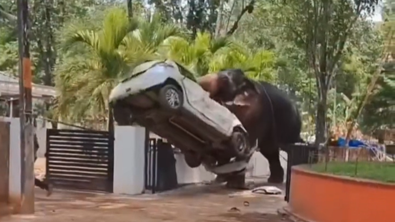 Vídeo: Elefante furioso mata tratador e danifica carro com as presas