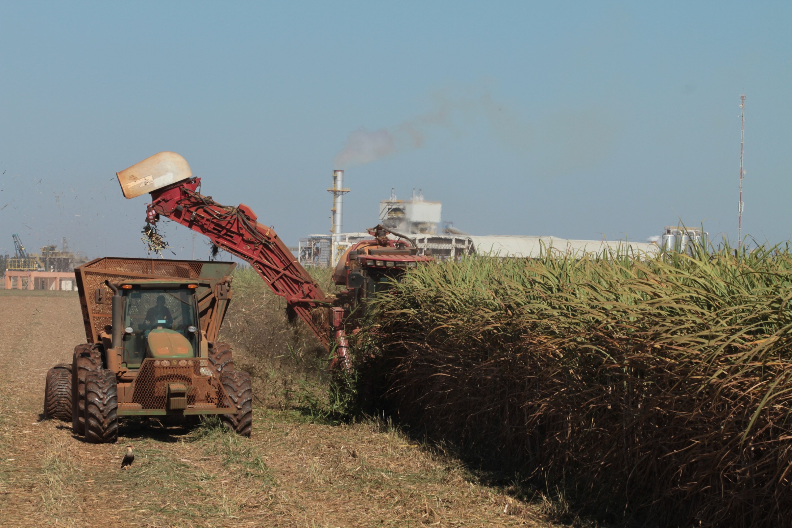 Goiás bate recorde e atinge segundo lugar no ranking nacional de produção de cana-de-açúcar