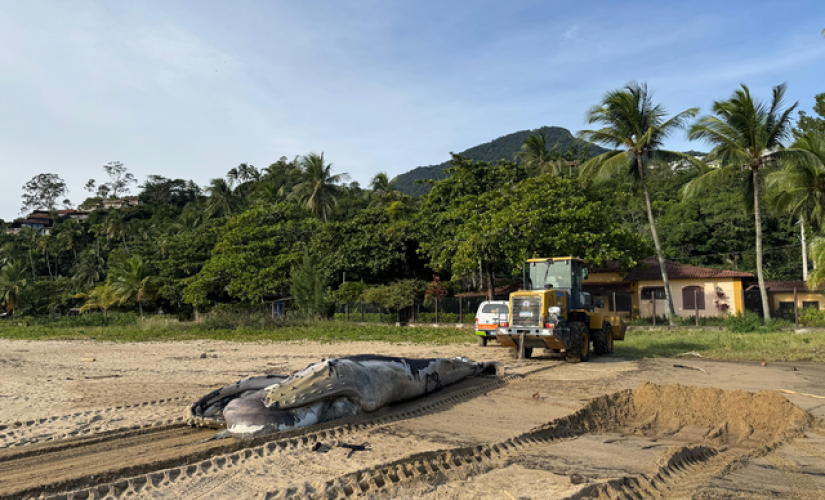 Filhote de baleia jubarte é encontrado morto em canal de Ilhabela