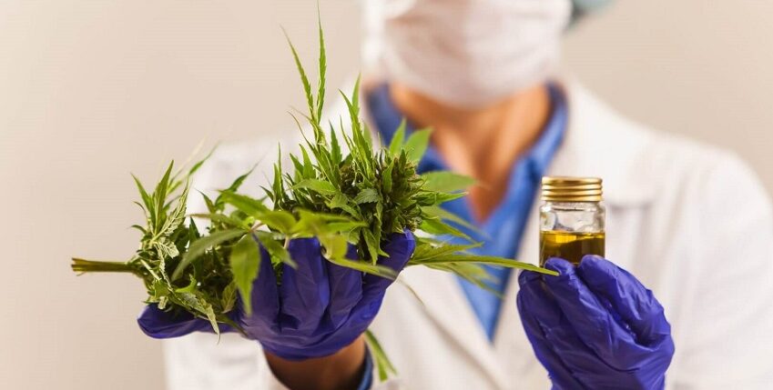 Anvisa autoriza cannabis para exportação no Brasil e flexibiliza prescrição medicinal