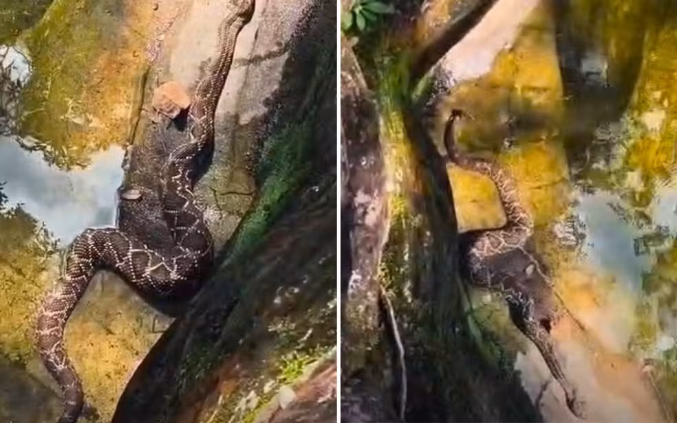 Cascavel toma banho de sol em pedras próximas a cachoeira em Pirenópolis e surpreende guia