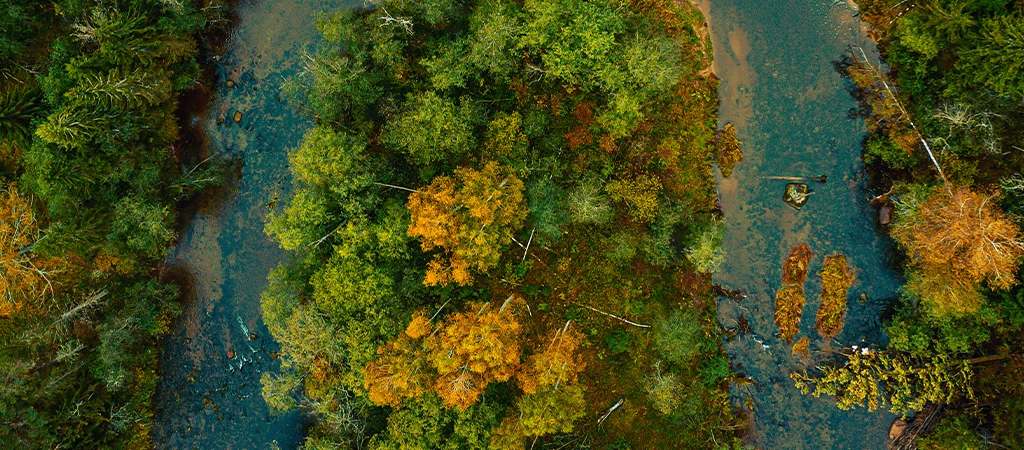 Desmatamento no Brasil cai 20,6% em 2025 e fica abaixo de 1 milhão hectares