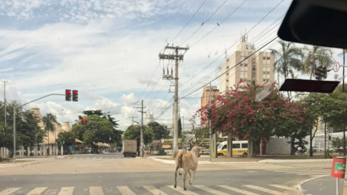 Vaca é vista em passeio pela Avenida Goiás, próximo à Anhanguera, em Goiânia
