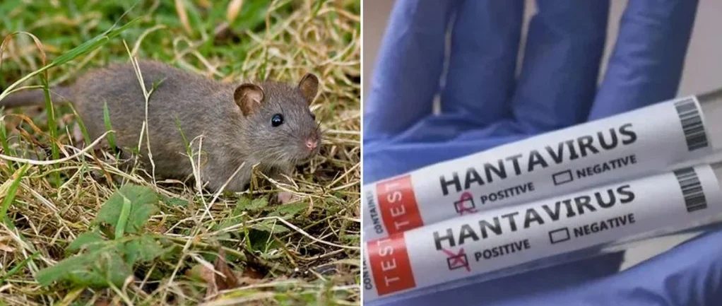 OMS confirma 11 casos de hantavírus ligados a cruzeiro e descarta pandemia
